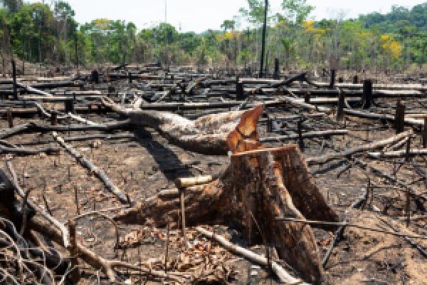 Desmatamento bate recorde no Cerrado e cai na Amazônia