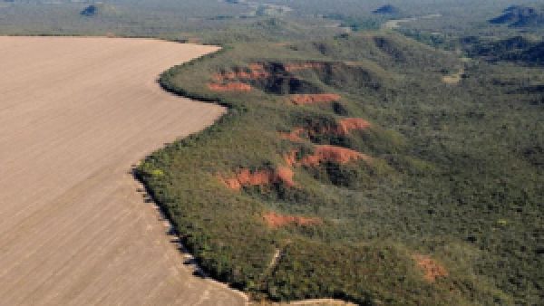 Desmatamento cresce 16,5% no Cerrado e cientistas pedem controle