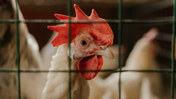 Número de focos de gripe aviária no Brasil sobem para 98
