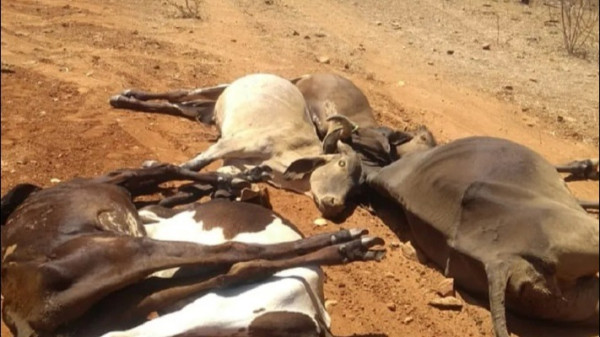 Mais de 25 animais morrem na zona rural de Jucurutu e Idiarn é acionado para investigação 