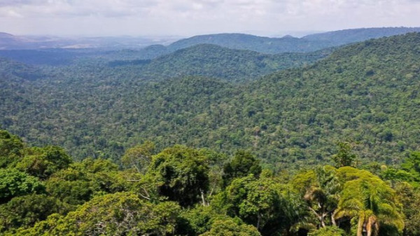 Reino Unido e Noruega doam R$ 450 milhões para o Fundo Amazônia