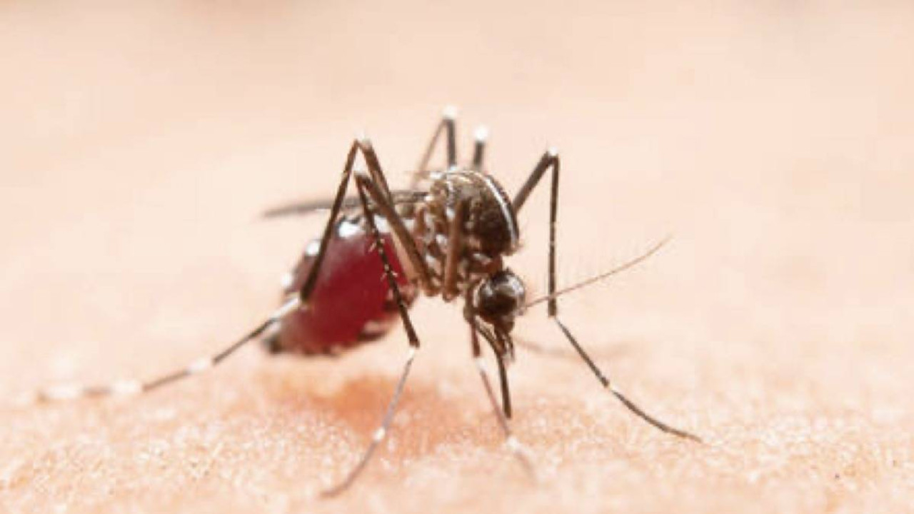 Foto: Brasil lidera o número de casos de dengue no mundo, alerta OMS