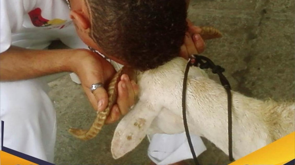 STF declara lícito sacrifício de animais em cultos de umbanda