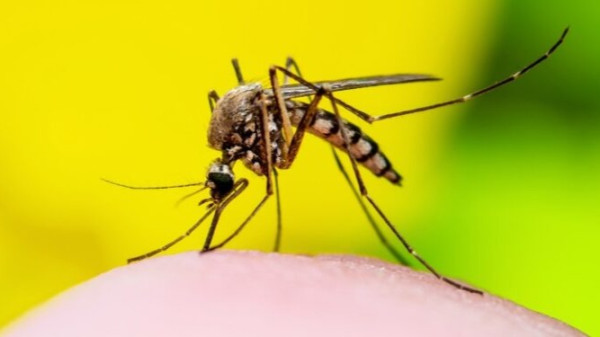 Dengue: Brasil pode ter 4 milhões de casos em 2024, alerta Ministério da Saúde