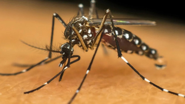 Mais de 408 mil casos e 62 mortes registradas por dengue em 2024