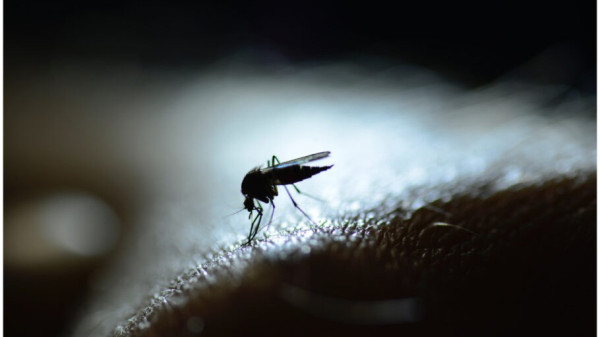 Conheça os sintomas da forma mais grave da dengue