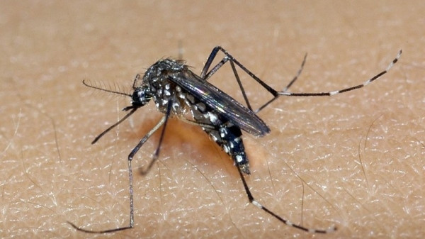 Dengue: RJ lança projeto pioneiro para identificar mosquitos infectados