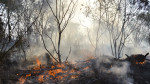 Estado de Roraima tem 22% dos focos de queimada de todo o país
