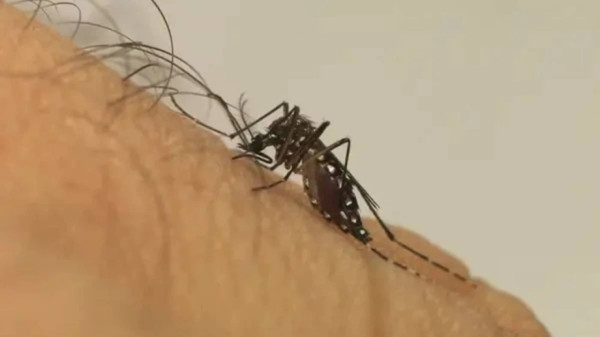 Ministério da Saúde alerta para aumento de casos graves de dengue no país