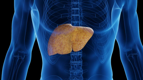 Gordura no fígado tende a ser descoberta em fase avançada; veja riscos e tratamentos