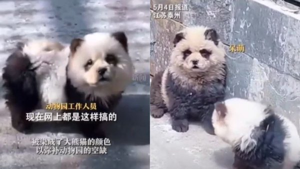  Zoológico da China tinge cães para parecerem com pandas e causa revolta