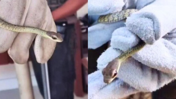 Cobra é encontrada dentro de banheiro em residência no litoral de SP; VEJA VÍDEO