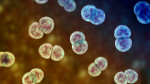 Japão registra recorde de infecção mortal; conheça os sintomas