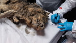 Lobo com mais de 44 mil anos é encontrado congelado na Rússia