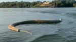 Cobra gigante morta é vista durante passeio de barco no Tocantins; VEJA VÍDEO