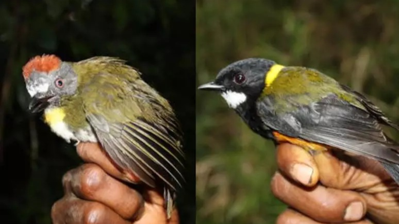 Foto: Reprodução/New Guinea Birds