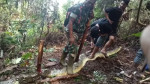Cobra píton gigante de nove metros engole mulher na Indonésia; VEJA VÍDEO