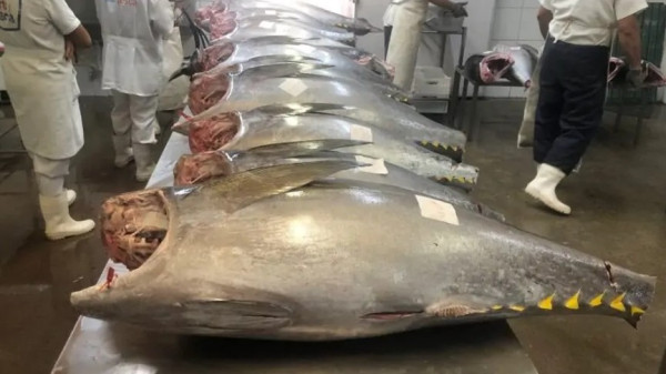 ALARMANTE: Por causa do tarifaço de Trump, a pesca do atum pode acabar no RN e gerar prejuízo anual de R$ 280 milhões